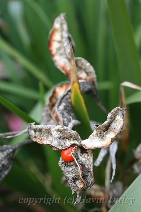 Tindale Gardens IMG_6846.JPG